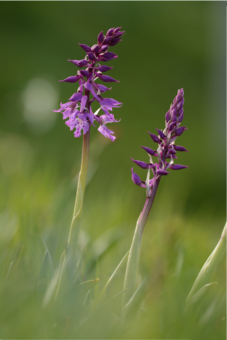 Orchis mascula subsp. speciosa